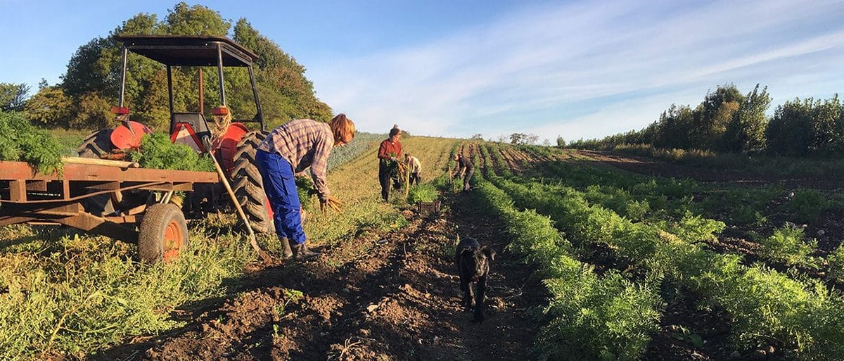 Farmers harvesting carrots by hand in the field